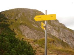 2013-09-08_6Falkenh-Steinfalk (035).JPG